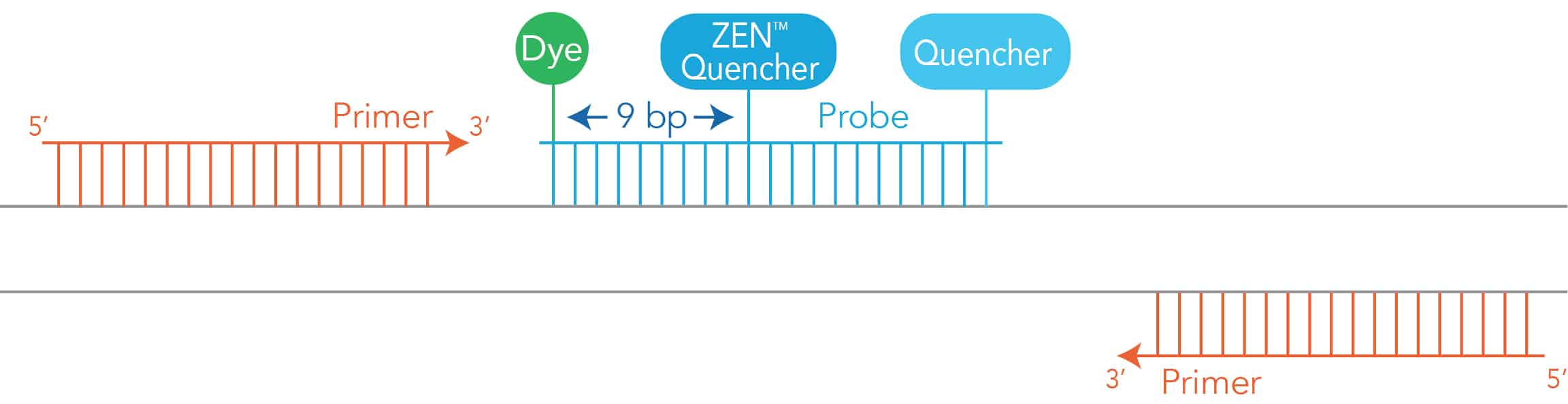 D-PCR15CC-bestreporter-F2 Positioning of ZEN Internal Quencher within double-quenched probe.