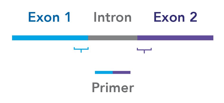 D-PCR16LT-contamination-F1 Primer design across exon boundaries