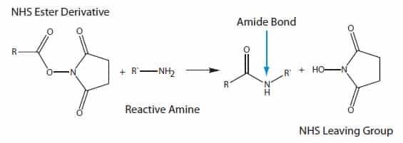 D-OLI12PS-Postsynth conj-F2 standard NHS ester modification reaction