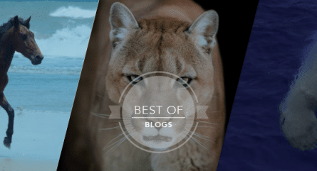 Deploying science’s animal instincts