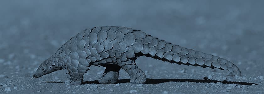 Pangolins: 10 Facts about the lovable culprit in the COVID-19 pandemic