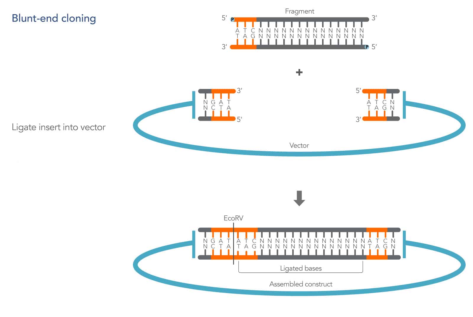 22_GF_FIGURES_Cloning Guides_Blunt-end cloning 22_GF_FIGURES_Cloning Guides_Blunt-end cloning