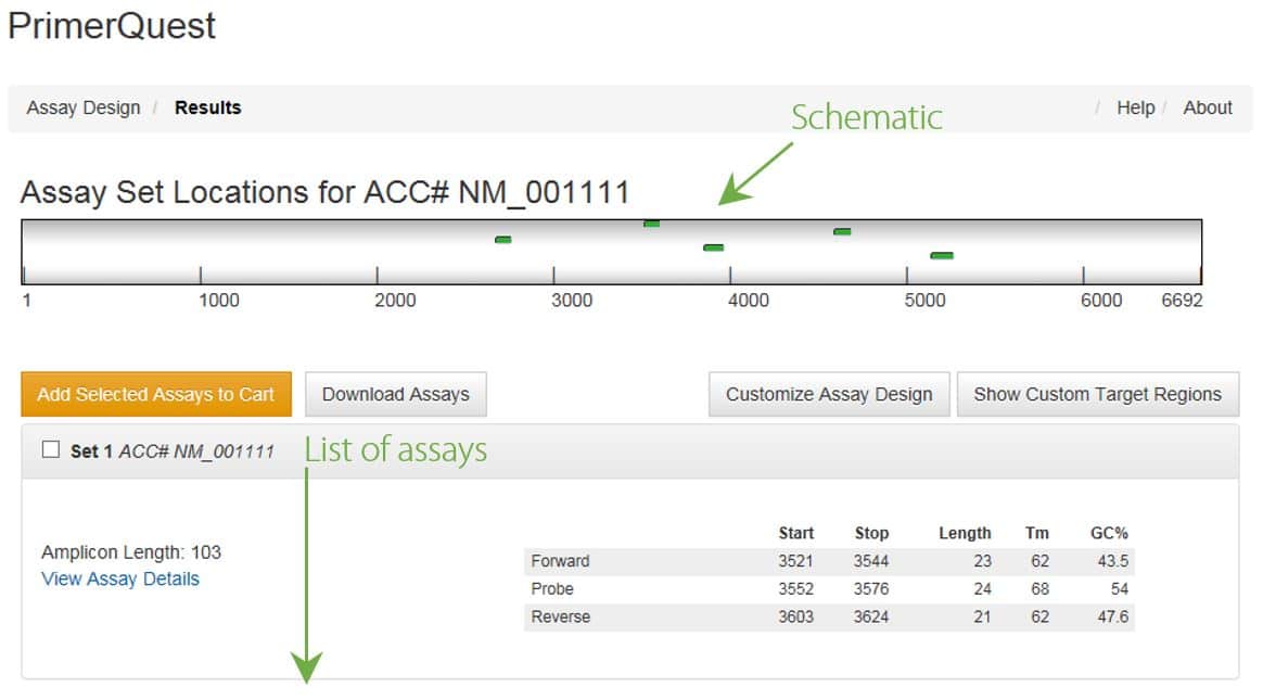 Screenshot of PrimerQuest tool, showing results of search