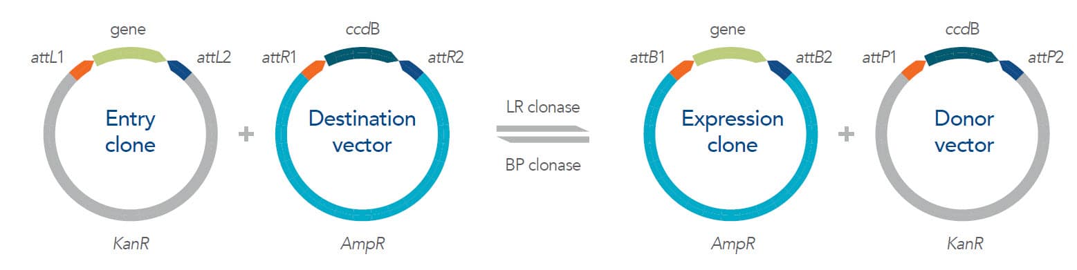 Gateway cloning method overview image Gateway cloning method overview image