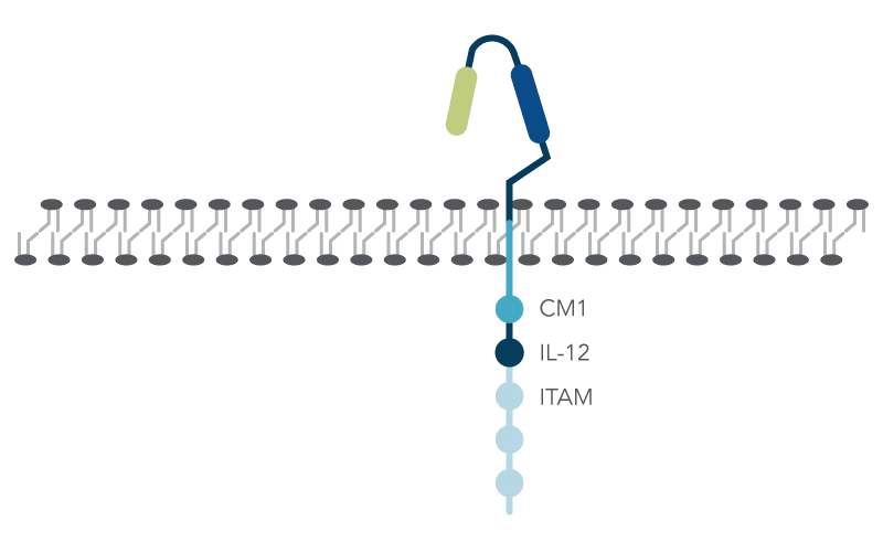 23_GE_Figure_DECODED_Customizing-CAR-T-cells-using-the-CRISPR-Cas9-system Recombinant CARs contain four domains
