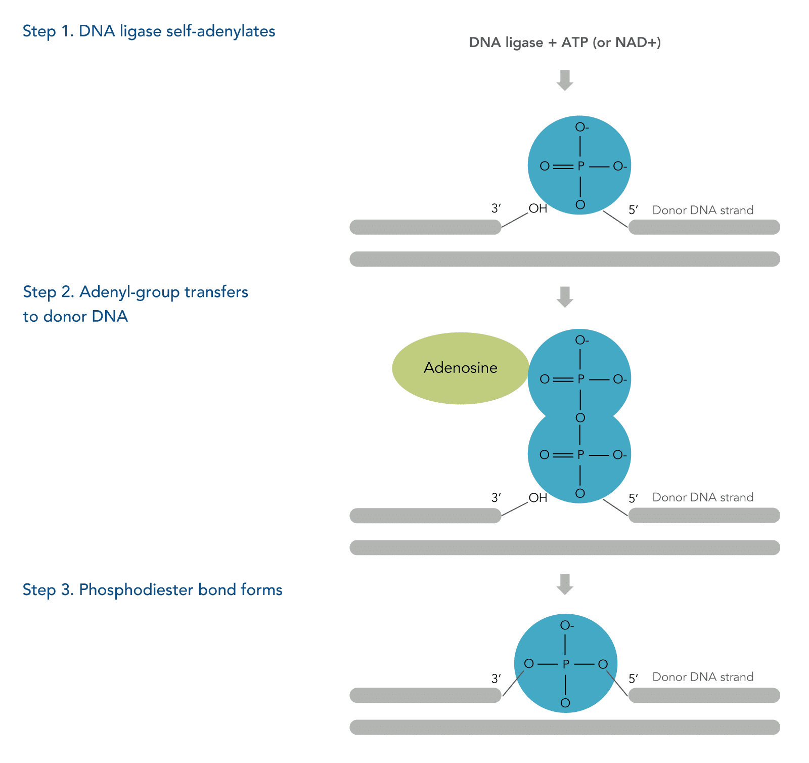 23_GF_Figure_How-DNA-ligation-works How DNA ligase forms a phosphodiester bond in nicked double-stranded DNA.