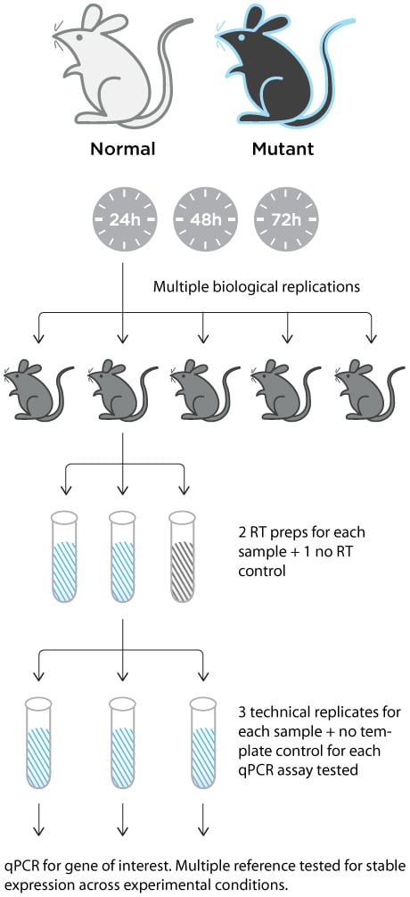 D-PCR11LT-SuccessSteps-F2 qPCR biological and technical replicates