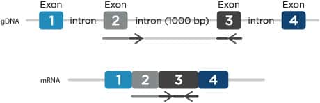 D-PCR11LT-SuccessSteps-F1 dcd13_PTsteps_fig1