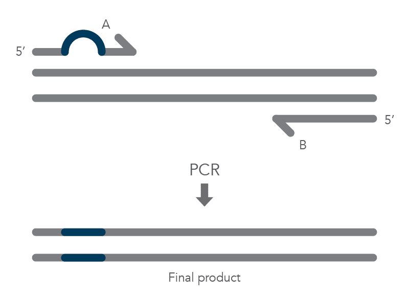 21_QP_FIGURES_GUIDE_Ultramer Oligonucleotides_Mutagenesis Application Guide_Figure 1 21_QP_FIGURES_GUIDE_Ultramer Oligonucleotides_Mutagenesis Application Guide_Figure 1