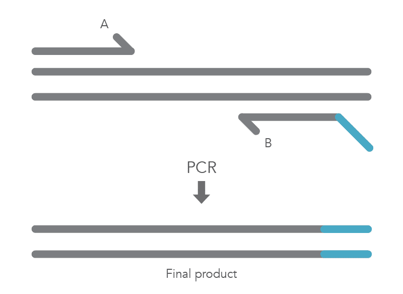 21_QP_FIGURES_GUIDE_Ultramer Oligonucleotides_Mutagenesis Application Guide_Figure 2 21_QP_FIGURES_GUIDE_Ultramer Oligonucleotides_Mutagenesis Application Guide_Figure 2