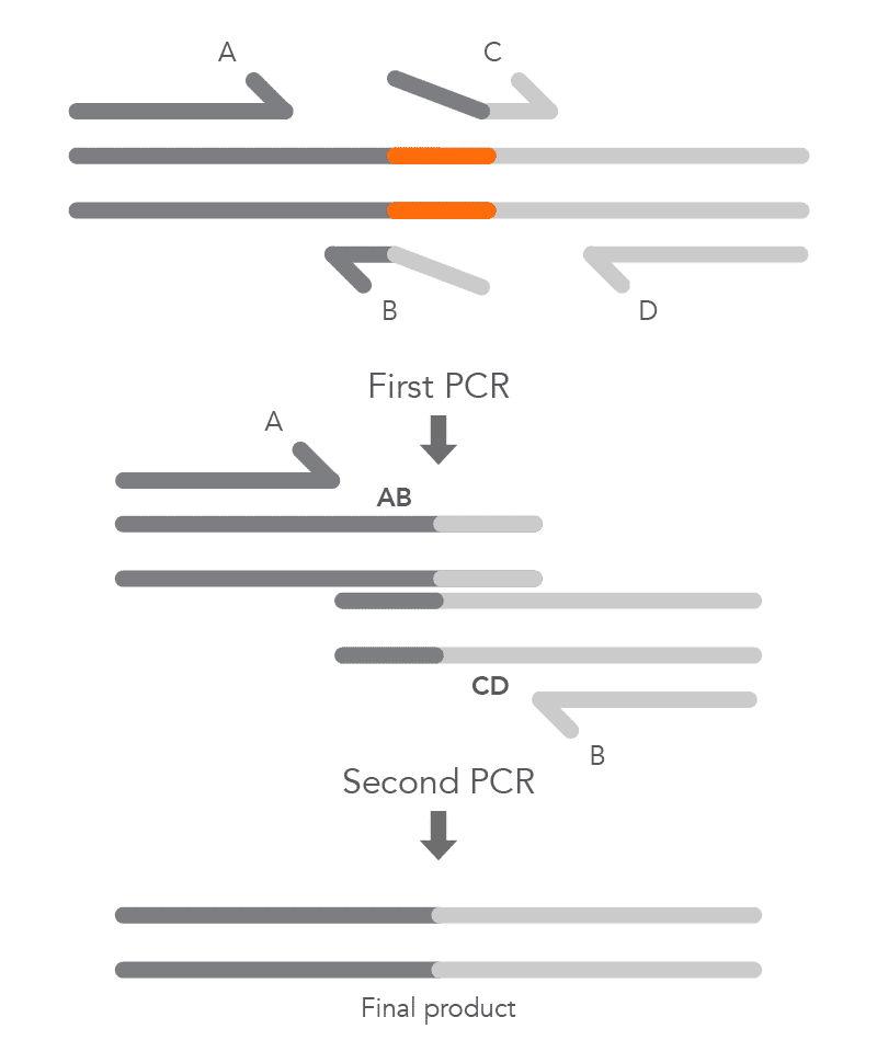 21_QP_FIGURES_GUIDE_Ultramer Oligonucleotides_Mutagenesis Application Guide_Figure 5 21_QP_FIGURES_GUIDE_Ultramer Oligonucleotides_Mutagenesis Application Guide_Figure 5