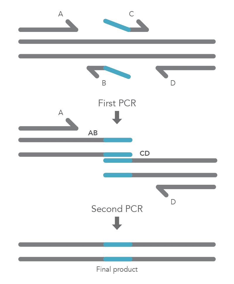 D2.1-CC-Mutagenesis Fig4 D2.1-CC-Mutagenesis Fig4