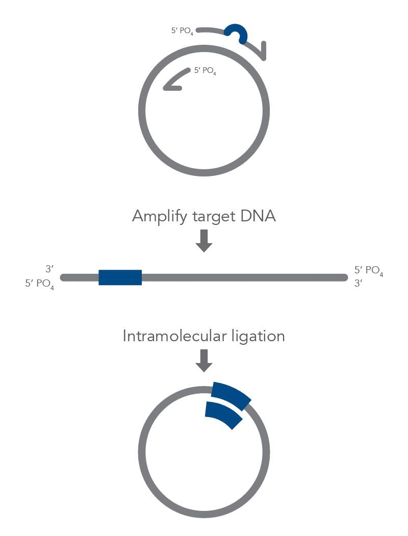 D2.1-CC-Mutagenesis Fig8 D2.1-CC-Mutagenesis Fig8