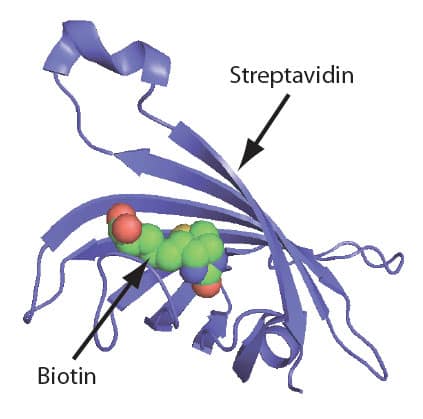 Biotin-Streptavidin interaction