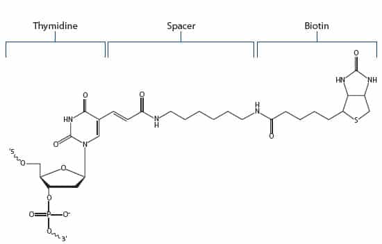 Biotin Fig 3