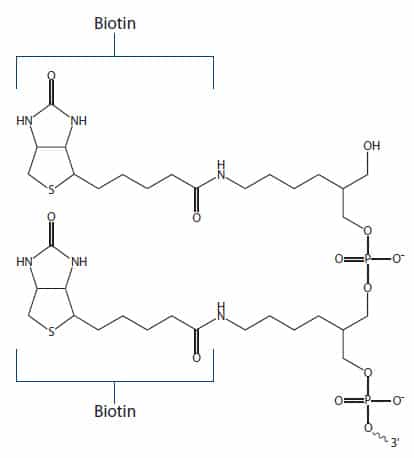 Biotin Fig 4