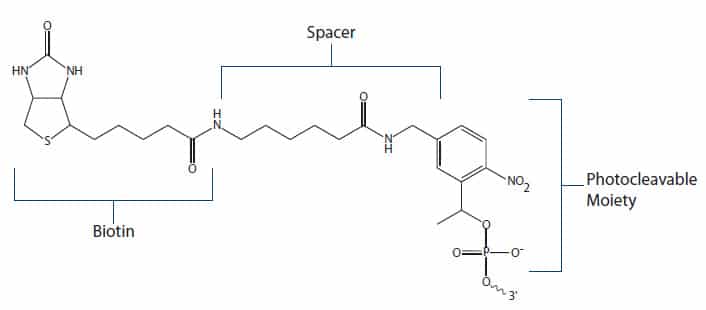 Biotin Fig 5