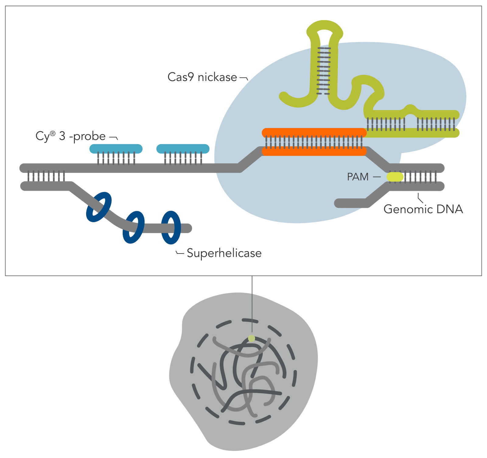 21_GE_FIG_DECODED_Genomic-Oligopaint-with-oPools_F 21_GE_FIG_DECODED_Genomic-Oligopaint-with-oPools_F