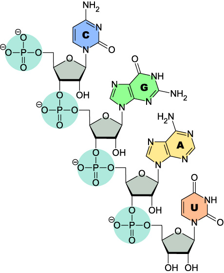 dna vs rna