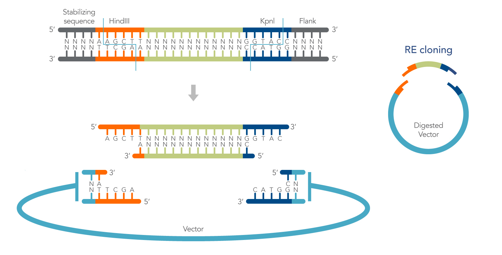 restriction enzyme digestion