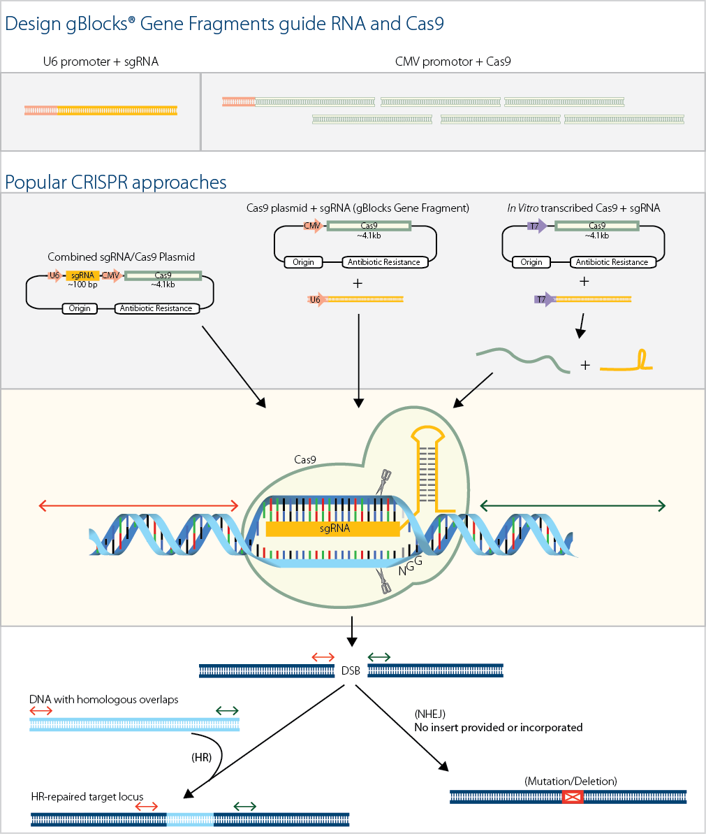 CRISPR and Cas9 for flexible genome editing
