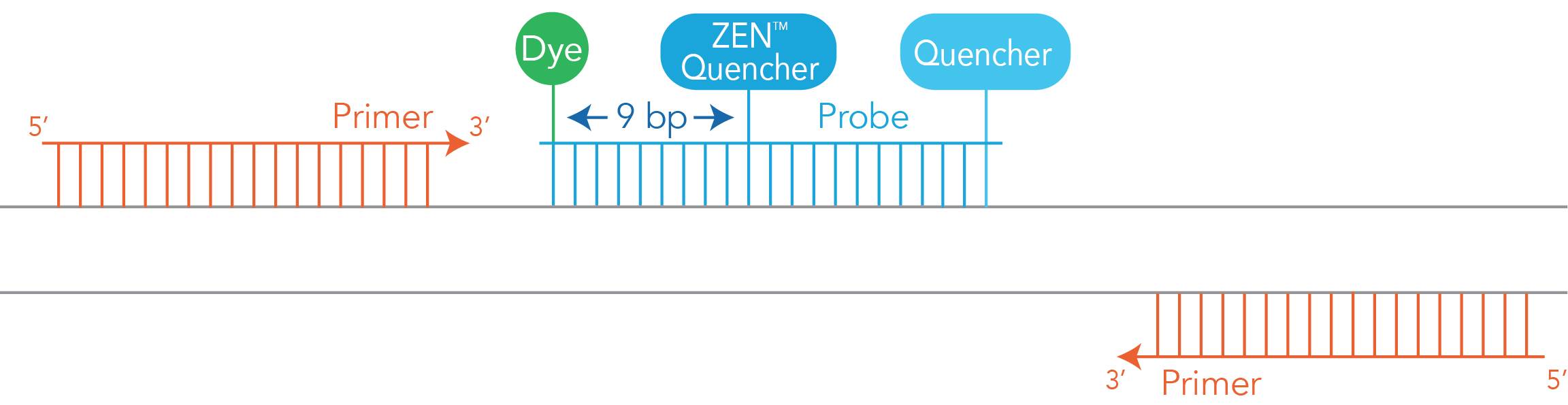 qPCR Probes—selecting the best reporter dye and quencher